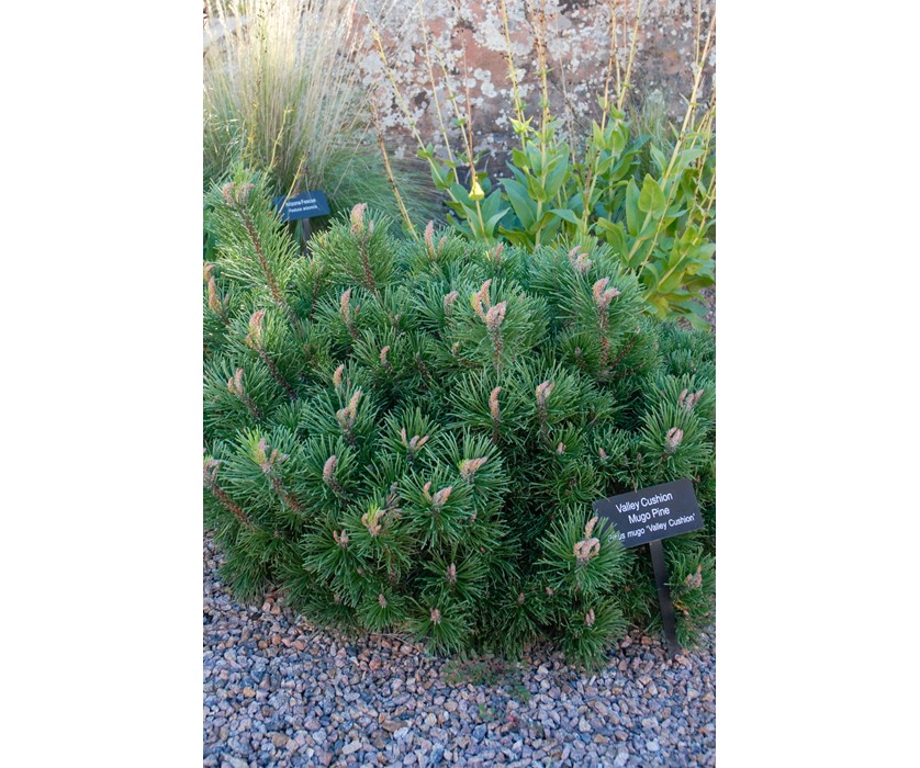Valley Cushion Dwarf Mugo Pine